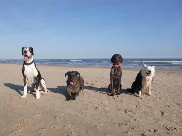 4 hunde am strand