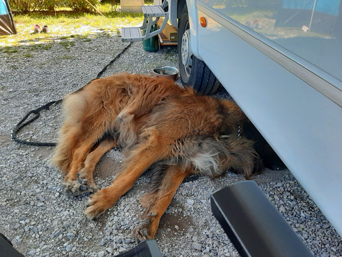 Vanlife mit Hund - im Camper reisen » Bothshunde